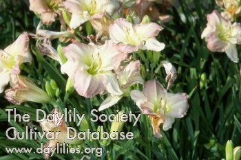 Daylily Gourmet Garden
